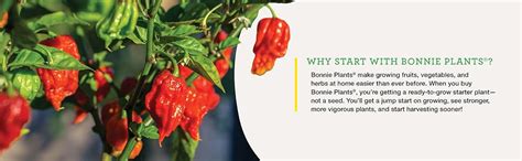 Amazon Bonnie Plants Jalapeno Hot Pepper Live Vegetable Plants