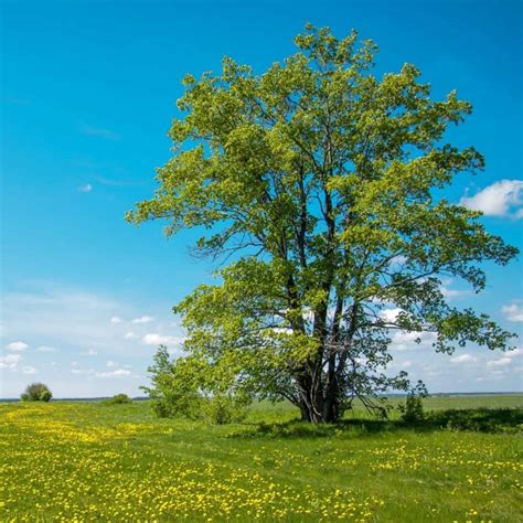 benefits  willow bark tea brewed leaf love