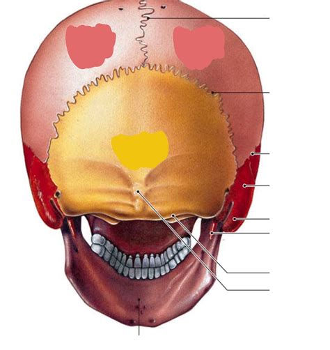 Posterior Skull Posterior View Diagram Quizlet