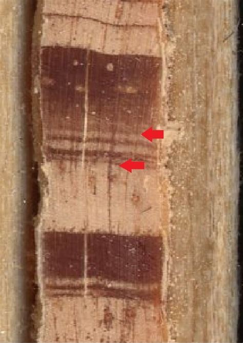 Dendrochronology Marking Earlywoodlatewood Transition Boundary In