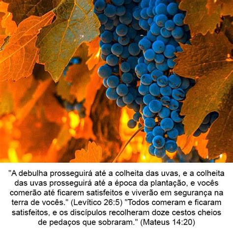 A Debulha Prosseguir At A Colheita Das Uvas E A Colheita Das Uvas