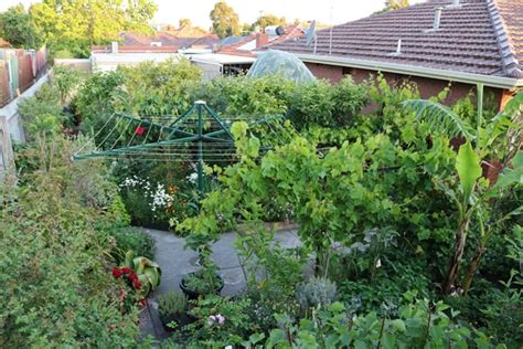 The Birth Of A Permaculture Food Forest Before And After Photos Deep