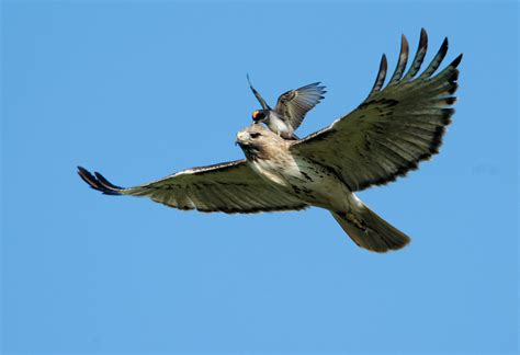 Kingbird Attacks Red Tailed Hawk A Fearless Or Foolish Flickr