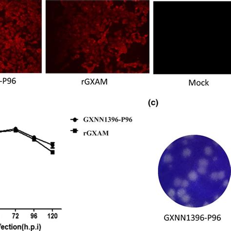 Recovery Of A Full Length Cdna Clone Of Prrsv A Ifa Of Viral Protein