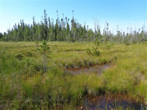 Patterned Fen Photos - Michigan Natural Features Inventory