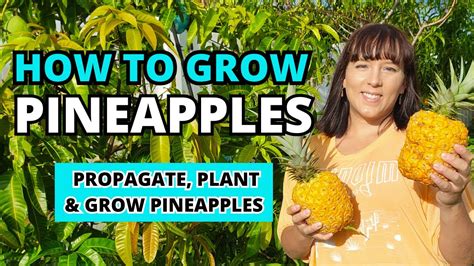 How To Grow LOTS Of Pineapples At Home The Ultimate Pineapple