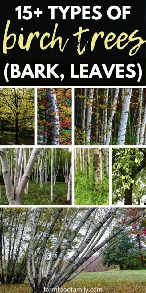 16 Types Of Birch Trees Leaves Bark Flowers Identification