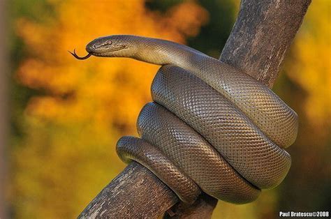 Boidae - Alchetron, The Free Social Encyclopedia