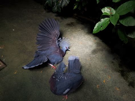 can bird scared naturally