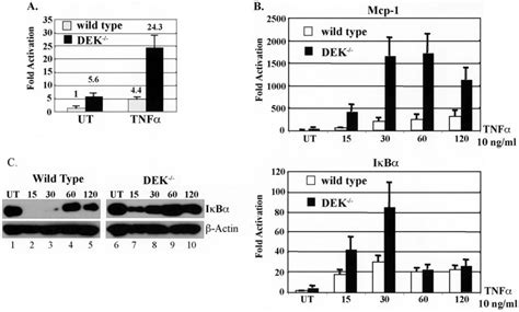 Increased Expression Of Nf B Dependent Genes In Dek Cells A Mefs