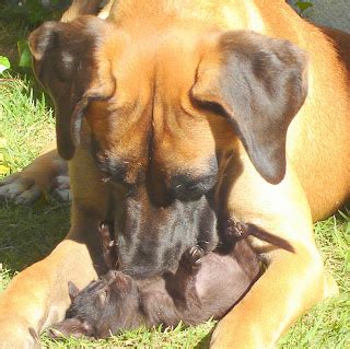 Vet Vida Clínica Veterinária Cães e gatos podem viver juntos