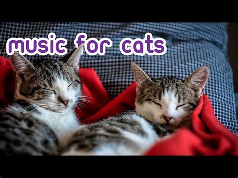 Calming Music for Cats - Stress, Anxiety and Boredom Cure! | ichaowu - 愛潮物
