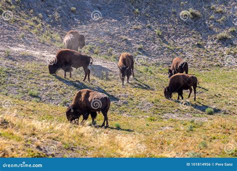 Herd of Bison Grazing in Yellowstone National Park Stock Photo - Image of hills, western: 101814956