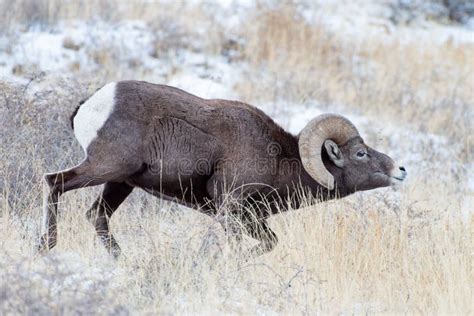 Colorado Rocky Mountain Bighorn Sheep Bighorn Ram During The Annual