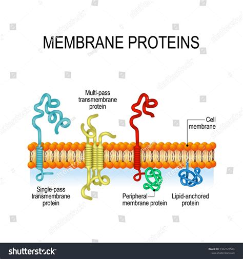 Membrane Proteins Integral Peripheral Membrane Proteins Stock ...