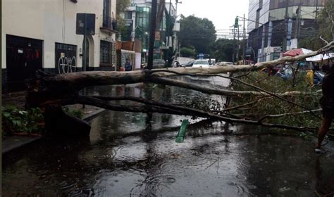 Debido A Fuertes Lluvias Reportan Caídas De árboles En La Cdmx Diario Basta