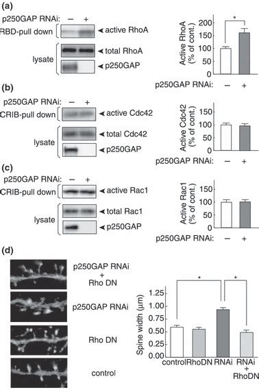 250GAP Promotes GTP Hydrolysis On RhoA A Elevated Level Of Active