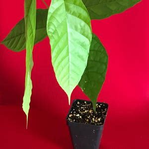 TRINITARIO Theobroma Cacao Cocoa Chocolate Fruit Tree Potted Plant RED Medium Pod 10-13 - Etsy