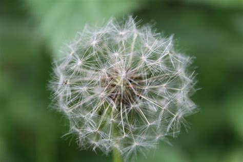 Nature Flower Dandelion Free Photo On Pixabay Pixabay