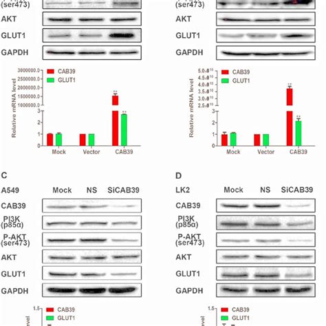 Cab Up Regulated The Expression Of Pi K P P Akt Ser And