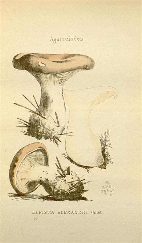 Antique Mushroom Illustration Mixed Media By Beautiful Nature Prints