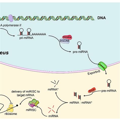 Schematic Diagram Of The Biogenesis Of Mirnas In The Nucleus The