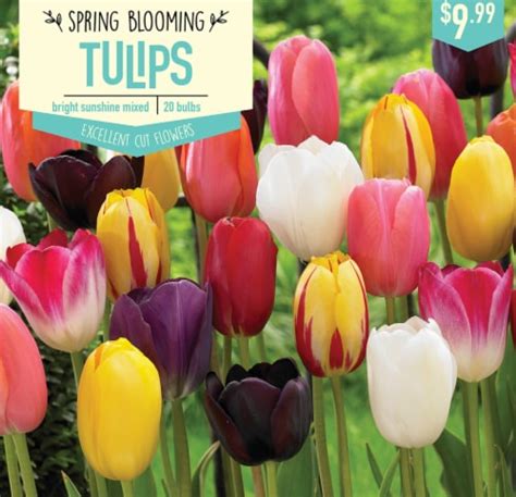 Garden State Bulb Tulip Bright Sunshine Mixed Bulbs 20 Count 20 Ct QFC