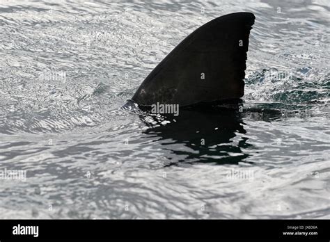 Great white shark, Cape town, South Africa Stock Photo - Alamy