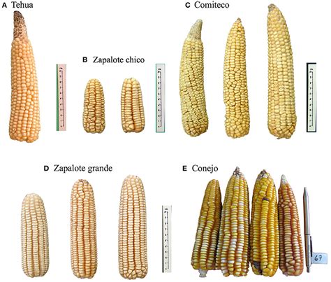 Artificial Selection Corn