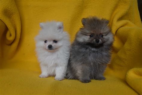 Szpic miniaturowy pomeranian Inowrocław OLX pl