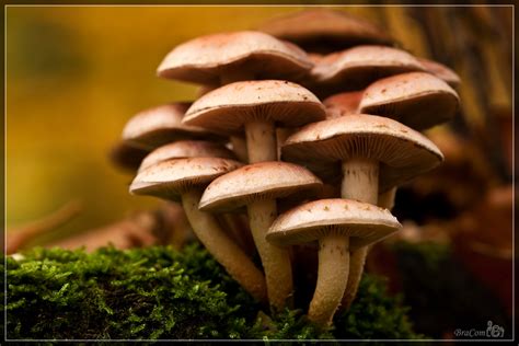 Honey Mushroom Armillaria Mellea Honingzwam Armillaria Flickr