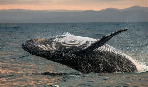 Cuántos tipos de ballenas existen