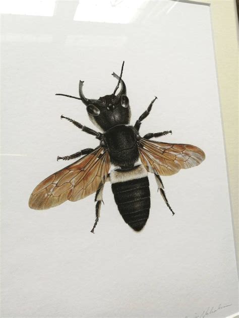 Megachile Pluto A4 Size Limited Edition Art Print - Etsy