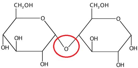 Solved Below is the structure of the disaccharide maltose | Chegg.com