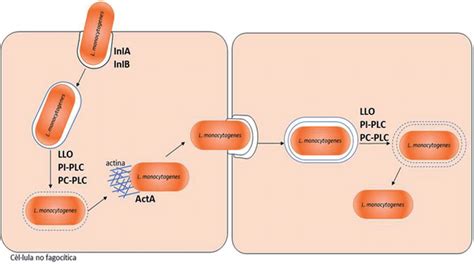 Phagocytosis Of Listeria Legenda Internalins InlA And InlB