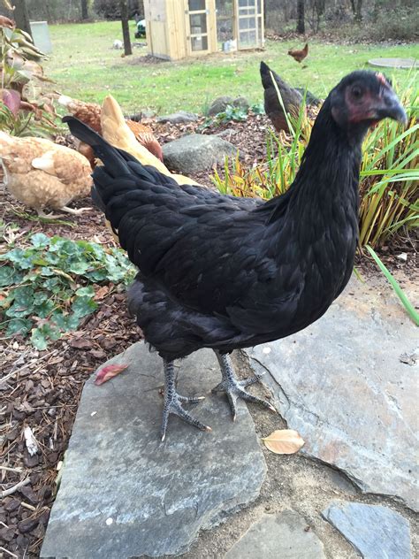 Jersey Giant Pullet 16 Weeks Dragonfire Backyard Chickens Learn How To Raise Chickens