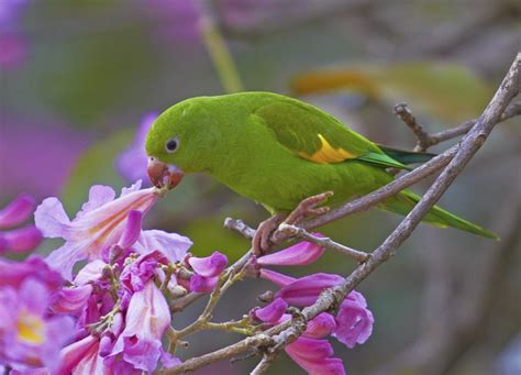 Ringneck Parakeet Facts Pet Care Temperament Diet Pictures