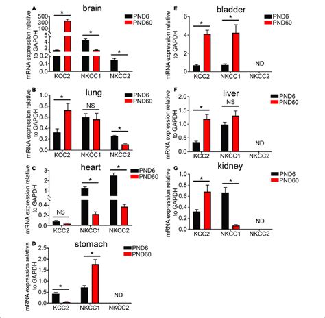 Developmental Changes In The Mrna Expression Level Of The Kcc