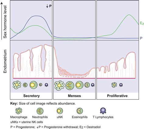 Leukocyte Trafficking In The Perimenstrual Human Endometrium Derived