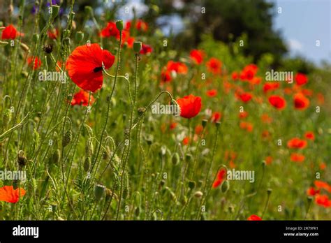 Papaver Rhoeas Or Common Poppy Red Poppy Is An Annual Herbaceous