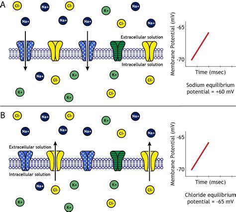 Membrane Potential Foundations Of Neuroscience