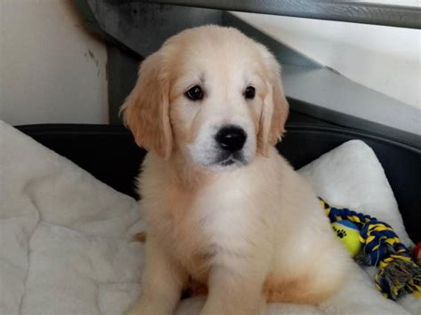 Chiots Golden Retriever Lof R Server Petite Annonce Chien