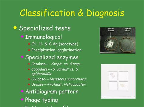 Classificationof Bacteria | PPT