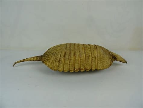 Taxidermy Armadillo Shell