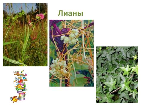 Влияние растений друг на друга - презентация онлайн