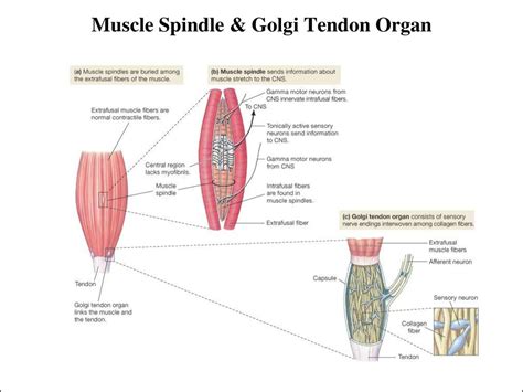 Muscle Spindle Rateswest