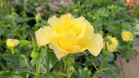 Fiori Somiglianti Alle Rose Scopri La Loro Bellezza Giardino Del