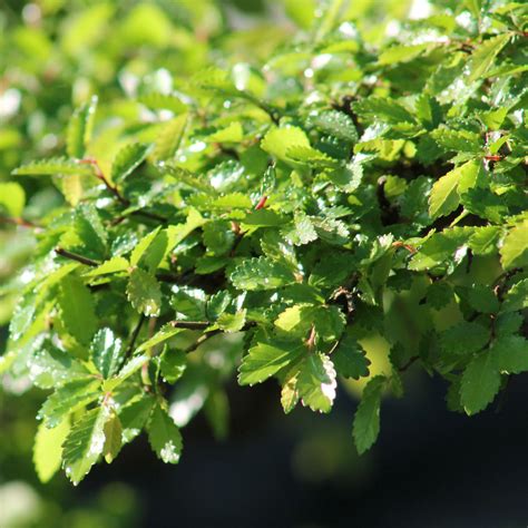 Tout Savoir Sur Le Rempotage D Un Bonsai