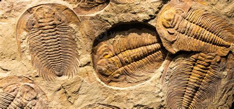 Trilobite Stock Photos Images And Backgrounds For Free Download