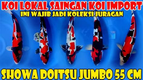 Koi Lokal Saingan Koi Import Showa Doitsu Jumbo Size 55 Cm Wajib Di